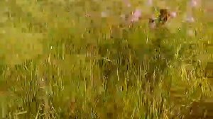 Ирландский сеттер Васелиса,в поле 27 июля 2014