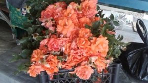 плетистая роза эбау олл - питомник роз полины козловой rozarium.biz