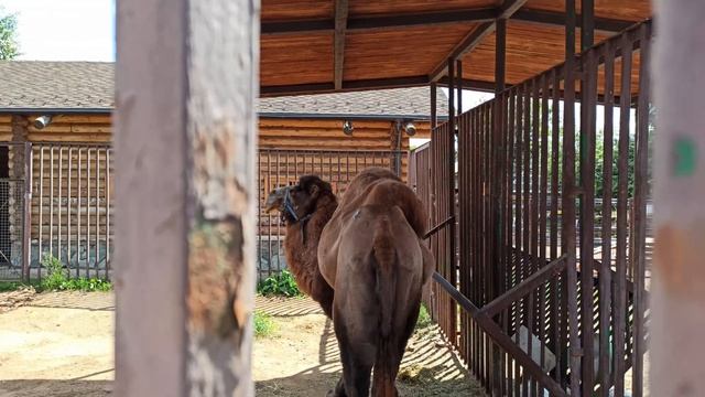 Ижевский зоопарк 6.08.2023 смотреть онлайн