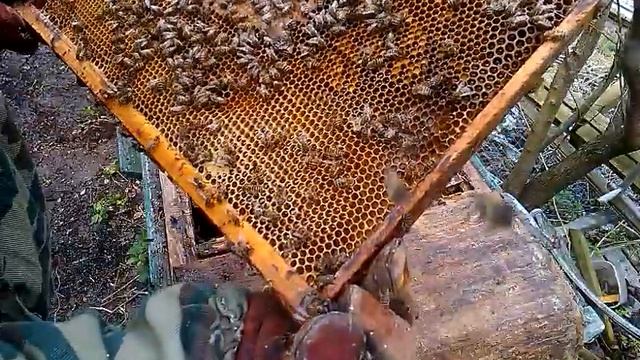 Отводок пчел на открытый расплод и отводок на старую матку от зимовалой семьи. Из одной делаю три. смотреть онлайн