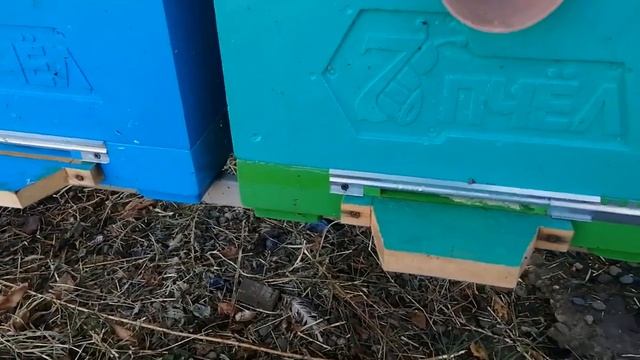 Кроме Варроа ещё есть и клещ Акарапидоз - Применение Муравьинка на пасеке Осенью. смотреть онлайн