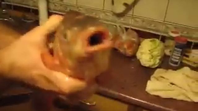 ماهی سخنگو (говорящая рыба) смотреть онлайн