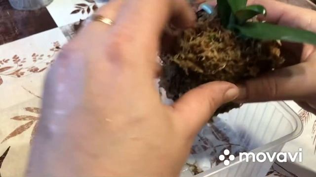 Посадка, пересадка орхидей и декабристов ? смотреть онлайн