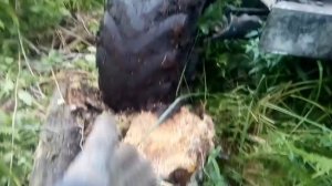 Трактор т-40 валит деревья с корнем, тянем 2 прицепа ольхи.