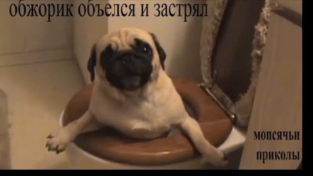Мопс Шоу #1 смотреть онлайн