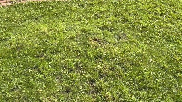 Аэратор VS скарификатор ремонт газона смотреть онлайн