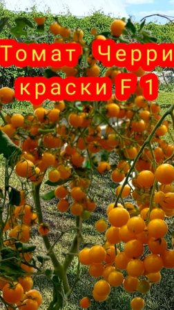 Черри краски F1