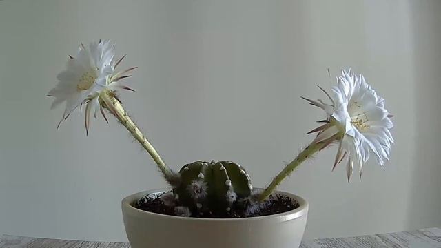 Bloom Echinopsis Subdenudata