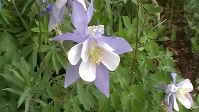 Blue columbine (Aquilegia caerulea) смотреть онлайн