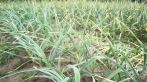 Обзор чеснока посаженого 15 мая \\сорт"Грибовский Юбилейный"