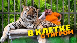 Тигры на Пхукете | Чем накачивают тигров? | Тигровник в Таиланде | Королевство тигров
