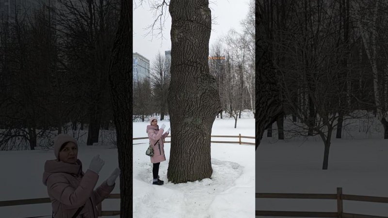 300-летний Леоновский дуб!/The 300-year-old Leonovsky oak!