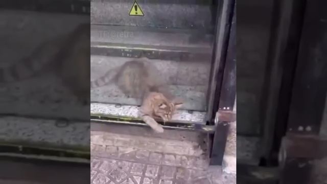 Кошечка просочилась в отверстие