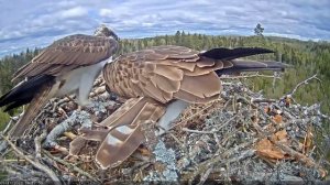 17.05.2022  Скопа Иво и Ирис. Рыба для Ирис (Эстония) - Osprey Ivo and Iris. Fish for Iris (Estonia