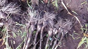 Урожайность чеснока посаженного целыми головками!