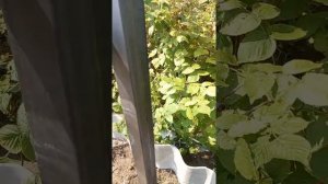 забор из уголка. установка столбов.часть 2