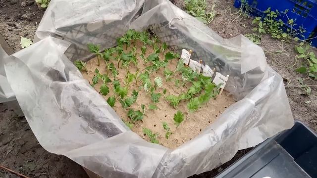 Как укоренить черенки хризантем смотреть онлайн