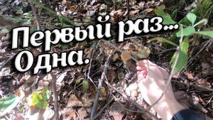 Тихая охота по знакомым местам. Белые грибы и подосиновики в траве. Осенний лес радует грибника.