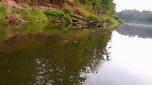 Megabass Dog X Jr Coayu 71 уокер ловля окуня