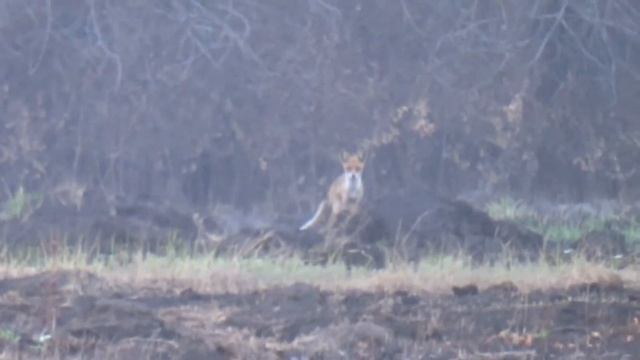 Крик лисы смотреть онлайн