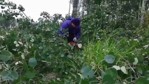 Второй день, пилим лес.