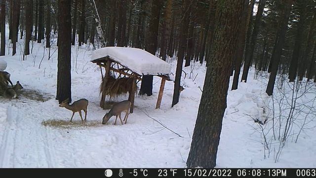 Подкормка косули заказник "Легостаевский" смотреть онлайн