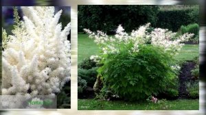 Сад белых цветов / Подборка ?