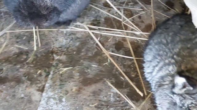 СЕГОДНЯ НОЧЬ БЫЛА ХОЛОДНЕЕ! СНОВА УТЕПЛЯЕМ МАТОЧНИКИ И КЛЕТКИ. 13.01.24 смотреть онлайн