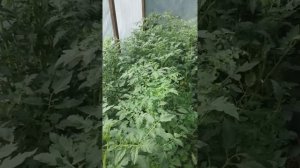 Томаты растут, но не цветут. Что делать.