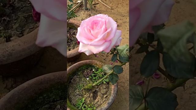 'Princess De Monaco' Rose Flower | Rose Plant | Budget Gardening #Shorts