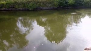 Рыбалка кастинговой сетью на частном пруду | Рыбалка от Игоря