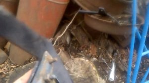 Ставим лапы на Кпс, эти более надежные