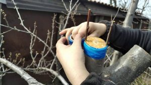КАК ПРИВИВАТЬ СЛИВУ.