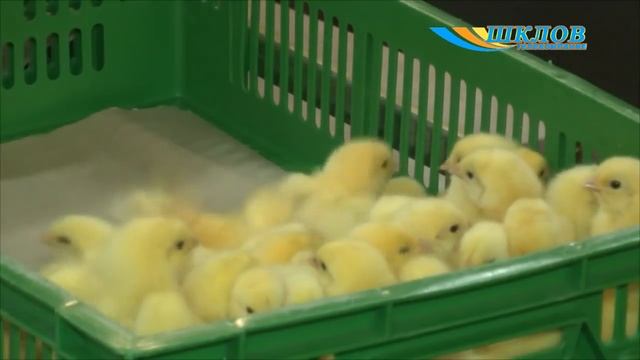 Птицефабрика ОАО «Александрийское» смотреть онлайн