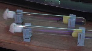 Lasius Niger. Старт колонии.