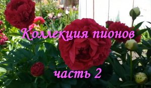 Коллекция пионов - часть 2