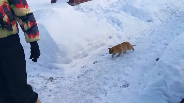 Плов из Рыжего кота. смотреть онлайн