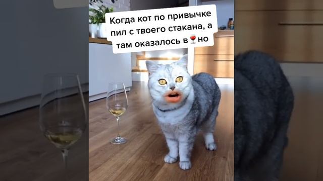 Говорящий Кот