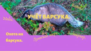 Охота на барсука.Учёт барсука.