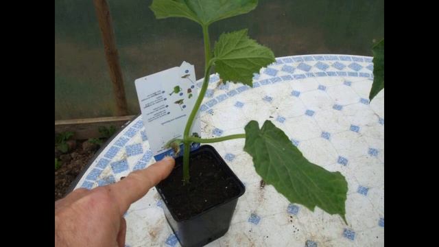 Посадка огурцов в мае 2021 по лунному календарю: благоприятные дни смотреть онлайн