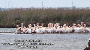 Государственный природный заповедник "Лебяжьи острова"