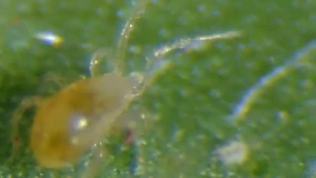 Sociedad Latinoamericana de Acarología смотреть онлайн