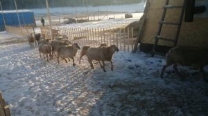 Катумская порода овец в Сибири