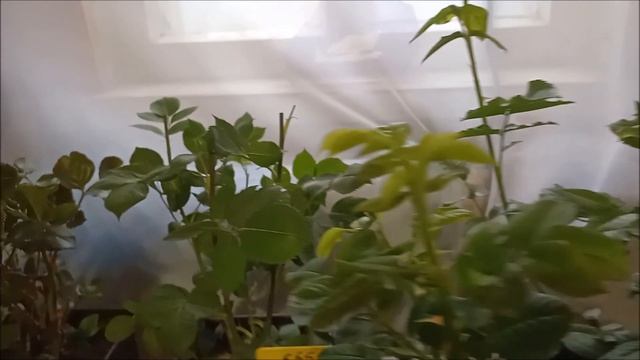 Розы от Марии Харченко - мечта розомана! смотреть онлайн