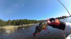 Щуки на окуня. Ловля на свимбейт Savage Gear 4D Perch Line Thru.