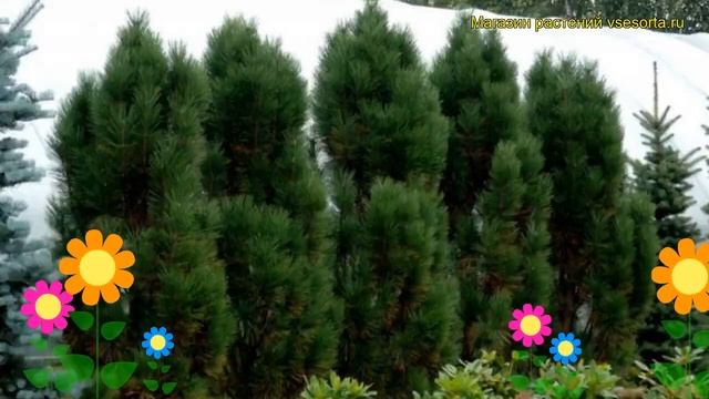 Сосна черная Фастигиата. Краткий обзор, описание характеристик, где купить pinus nigra Fastigiata смотреть онлайн