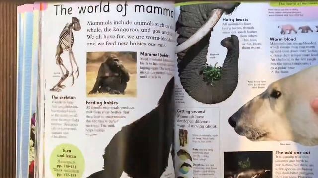 Childrens Encyclopedia DK vs Usborne