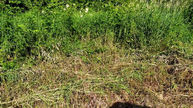 КОСИ КОСА ПОКА РОСА смотреть онлайн