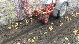 Уборка картофеля мотоблоком Агрос.