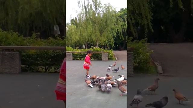 Rhea play with birds